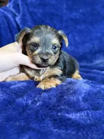 Barley, a male Yorkshire Terrier for sale in Irvington, KY – 7 of 8