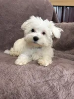 Hannah, a female Maltese for sale in Irvington, KY – 8 of 10