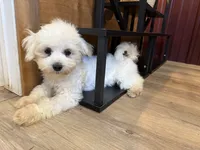 SALE!! Harris, a male Maltese for sale in Irvington, KY – 9 of 10