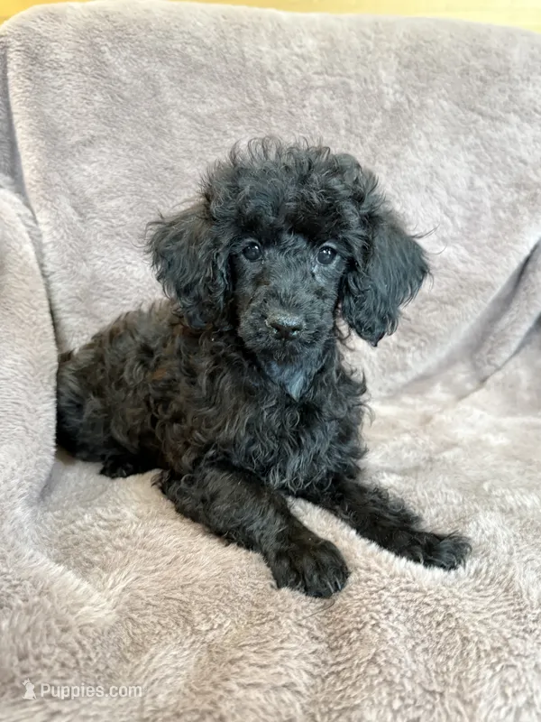 Friskie – Poodle - Toy  puppy for sale in Irvington, KY