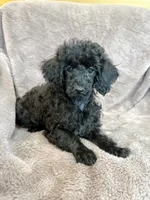 Friskie, a female Poodle - Toy  for sale in Irvington, KY – 1 of 10