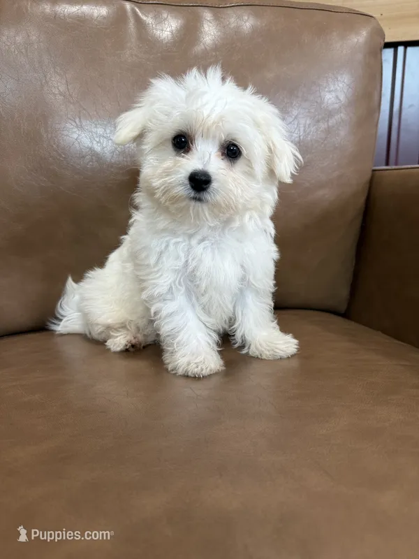 Henny – Maltese puppy for sale in Irvington, KY