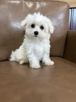 Henny, a female Maltese for sale in Irvington, KY – 1 of 10