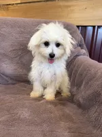 SALE!!! Hazel, a female Maltese for sale in Irvington, KY – 7 of 10