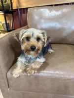 Callie, a female Yorkshire Terrier for sale in Irvington, KY – 2 of 6