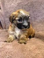 Fannie, a female Maltese and Yorkshire Terrier for sale in Irvington, KY – 4 of 10