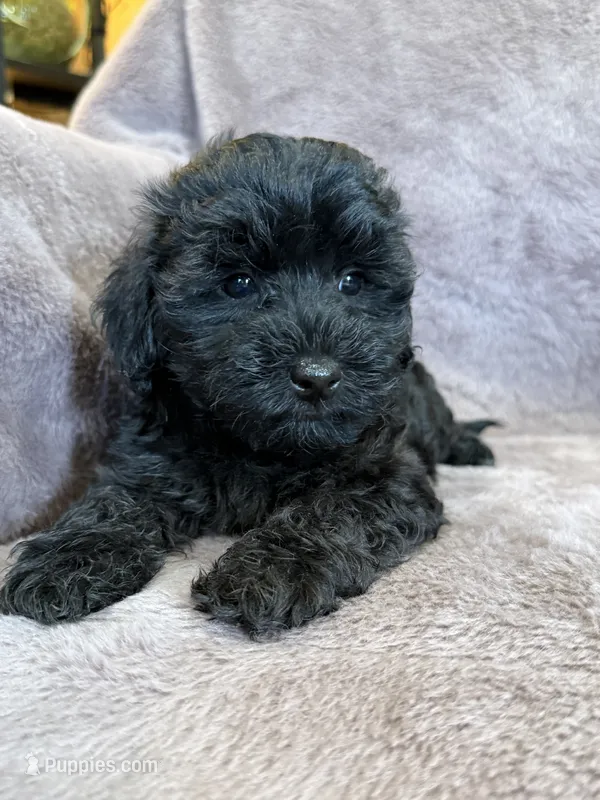 Pearl – Yorkipoo puppy for sale in Irvington, KY