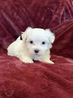 Hannah, a female Maltese for sale in Irvington, KY – 3 of 7