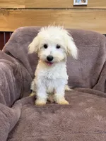 SALE!!! Hannah, a female Maltese for sale in Irvington, KY – 9 of 10