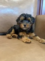 Petey, a male Yorkipoo for sale in Irvington, KY – 7 of 10