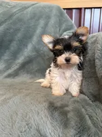 Yuri, a male Yorkshire Terrier for sale in Irvington, KY – 6 of 8