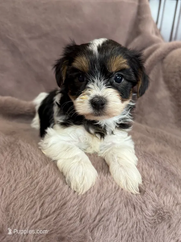 Sandy – Yorkshire Terrier puppy for sale in Irvington, KY