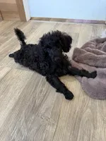 Friskie, a female Poodle - Toy  for sale in Irvington, KY – 6 of 10
