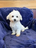 SALE!! Harris, a male Maltese for sale in Irvington, KY – 10 of 10