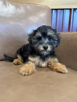 SALE!!! Pixie, a female Yorkipoo for sale in Irvington, KY – 4 of 8