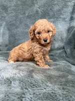 Red boy, a male Poodle - Toy  for sale in Irvington, KY – 3 of 8