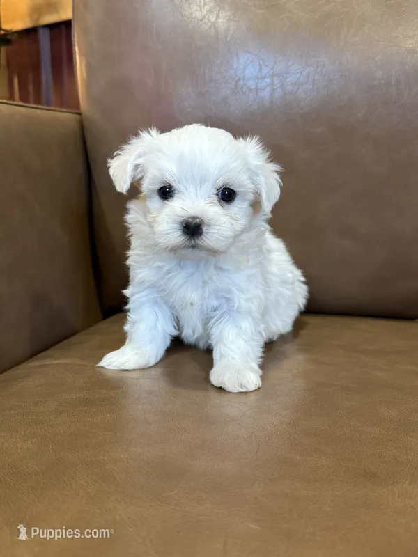 Harris – Maltese puppy for sale in Irvington, KY
