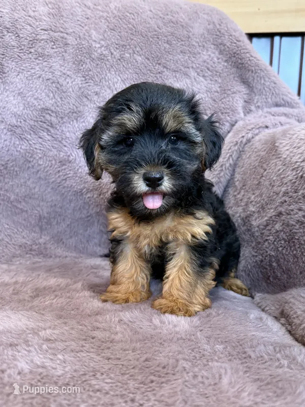 Pixie – Yorkipoo puppy for sale in Irvington, KY