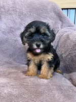 Pixie, a female Yorkipoo for sale in Irvington, KY – 1 of 10