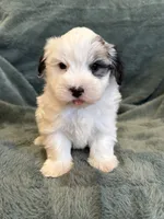 Fabian, a male Maltese and Yorkshire Terrier for sale in Irvington, KY – 4 of 10