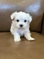 Harris, a male Maltese for sale in Irvington, KY – 3 of 6