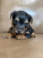 Beau, a male Yorkshire Terrier for sale in Irvington, KY – 5 of 10