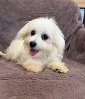 SALE!!! Hazel, a female Maltese for sale in Irvington, KY – 8 of 10