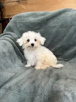 Harris, a male Maltese for sale in Irvington, KY – 2 of 7