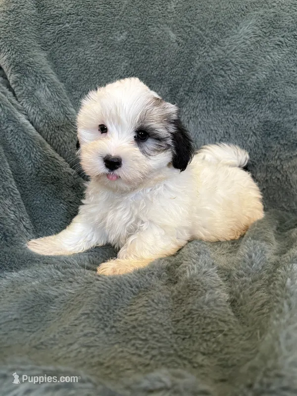 Fabian – Maltese, Yorkshire Terrier puppy for sale in Irvington, KY