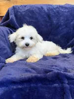 SALE!! Harris, a male Maltese for sale in Irvington, KY – 2 of 10