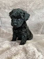 Black girl, a female Poodle - Toy  for sale in Irvington, KY – 3 of 8
