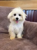 SALE!!! Hazel, a female Maltese for sale in Irvington, KY – 6 of 10