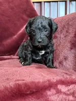 Paisley, a female Yorkipoo for sale in Irvington, KY – 5 of 8