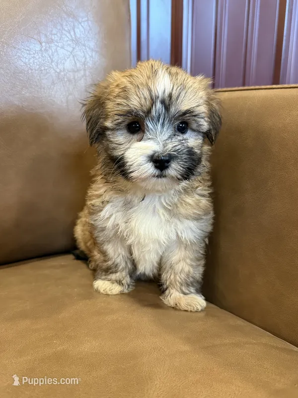 Felicity – Maltese, Yorkshire Terrier puppy for sale in Irvington, KY