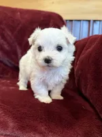 Hazel, a female Maltese for sale in Irvington, KY – 2 of 10