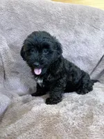 Paisley, a female Yorkipoo for sale in Irvington, KY – 9 of 10