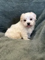 Finnegan, a male Maltese and Yorkshire Terrier for sale in Irvington, KY – 6 of 7