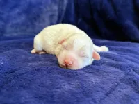 Sterling, a male Maltipoo for sale in Irvington, KY – 4 of 7