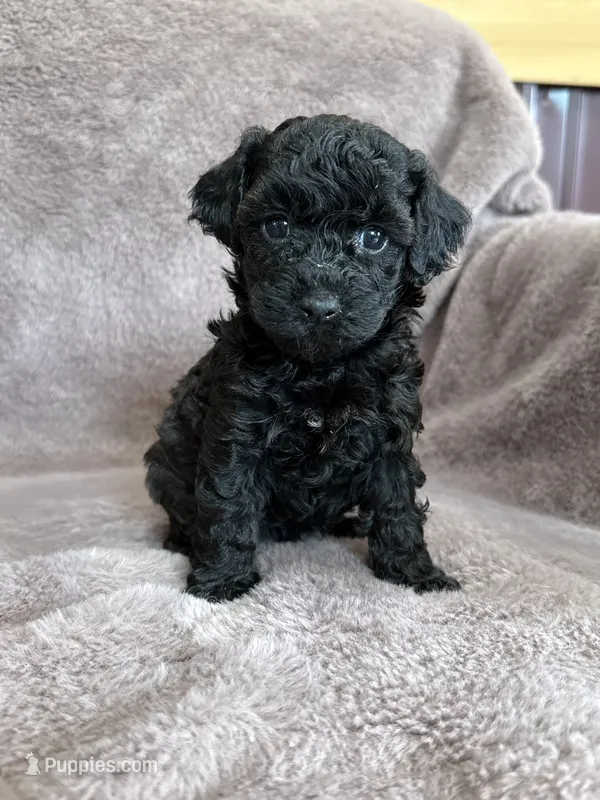 Black girl – Poodle - Toy  puppy for sale in Irvington, KY
