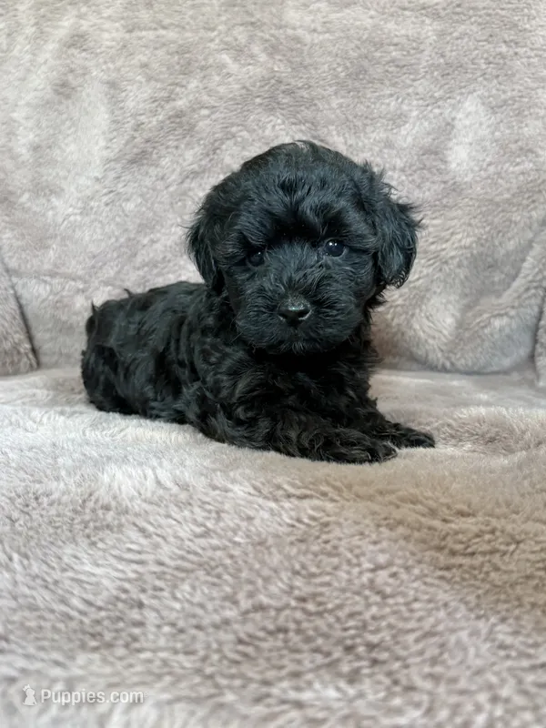 Pearl – Yorkipoo puppy for sale in Irvington, KY