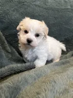 Finnegan, a male Maltese and Yorkshire Terrier for sale in Irvington, KY – 2 of 7