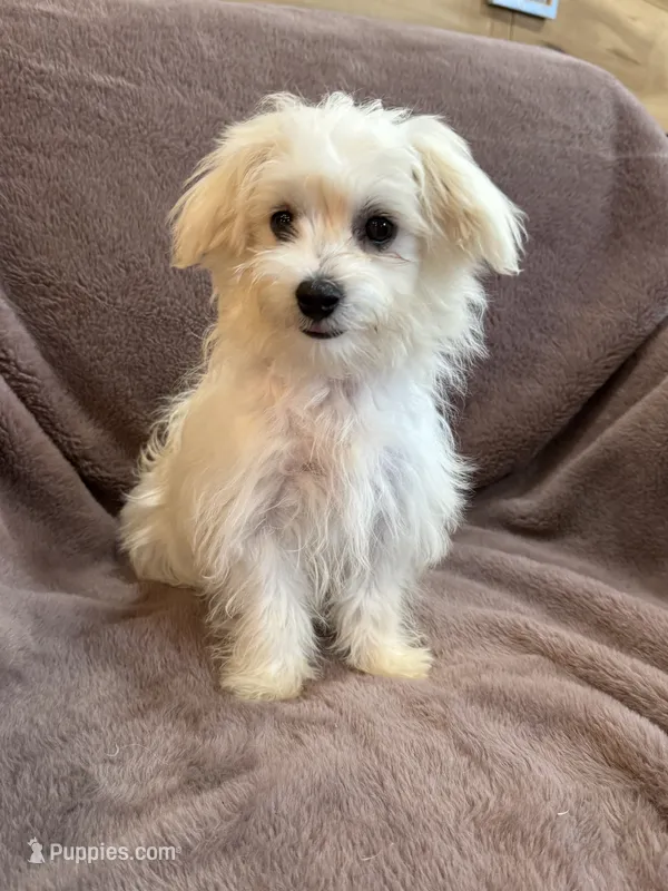 Henny – Maltese puppy for sale in Irvington, KY
