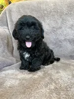 Paisley, a female Yorkipoo for sale in Irvington, KY – 10 of 10