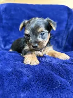 Barley, a male Yorkshire Terrier for sale in Irvington, KY – 6 of 8
