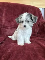Cleo, a female Morkie for sale in Irvington, KY – 2 of 9
