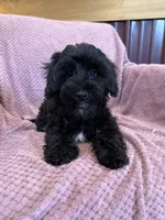 SALE!! Paisley , a female Yorkipoo for sale in Irvington, KY – 8 of 8