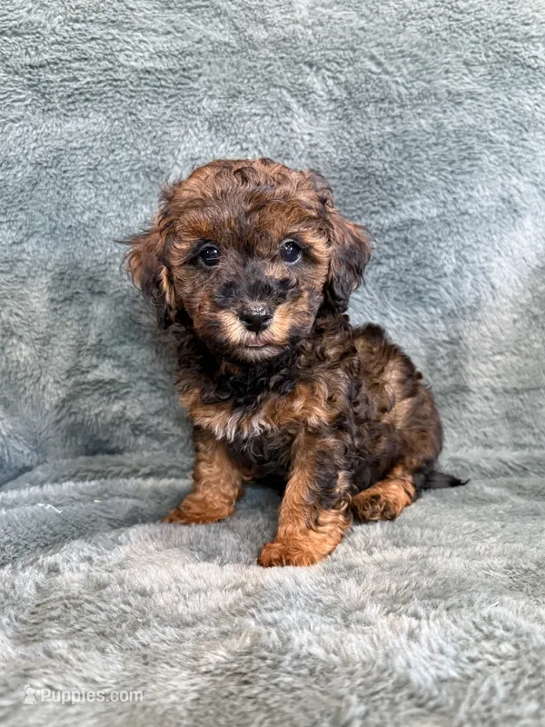 Brody – Poodle - Toy  puppy for sale in Irvington, KY