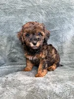 Brody, a male Poodle - Toy  for sale in Irvington, KY – 1 of 6