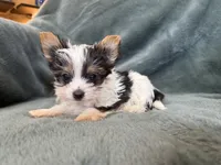 Yoshi, a male Yorkshire Terrier for sale in Irvington, KY – 2 of 10