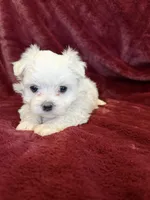 Helen, a female Maltese for sale in Irvington, KY – 9 of 10
